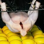 Tento recept na kuracie mäso prelomil všetky záznamy! Citrón je tajomstvo!