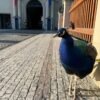 Turisti neveria vlastným očiam. Nechcený nájomník ovládol Pražský hrad, nikto ho...
