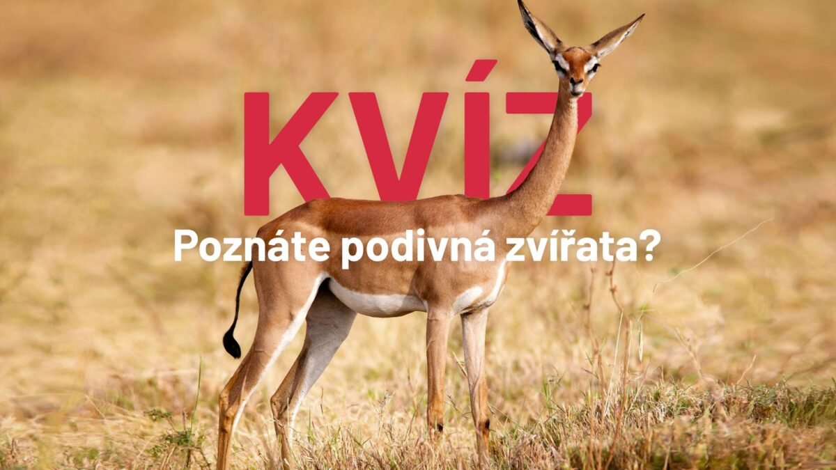 Vyzerajú smiešne, čudne a niektoré z nich sú lenivé. Poznáte zvieratá na obrázku?
