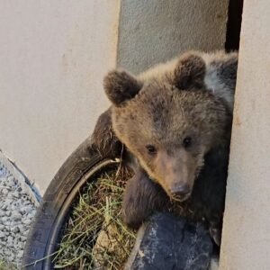ZOO BOJNICE: Malé medvede dostali hračky. V rámci diplomovej práce na tému enric...