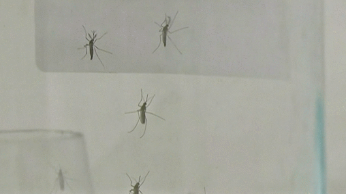 V Česku sa usadil invazívny komár japonský.