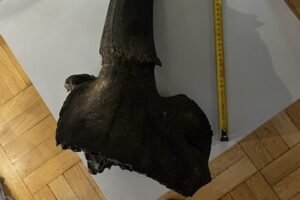 Piatak našiel v poľskej rieke Visla fragment pravekého bizóna.