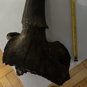 Piatak našiel v poľskej rieke Visla fragment pravekého bizóna.