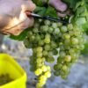 Úroda hrozna je tento rok dobrá, zhodnotili vinári.
