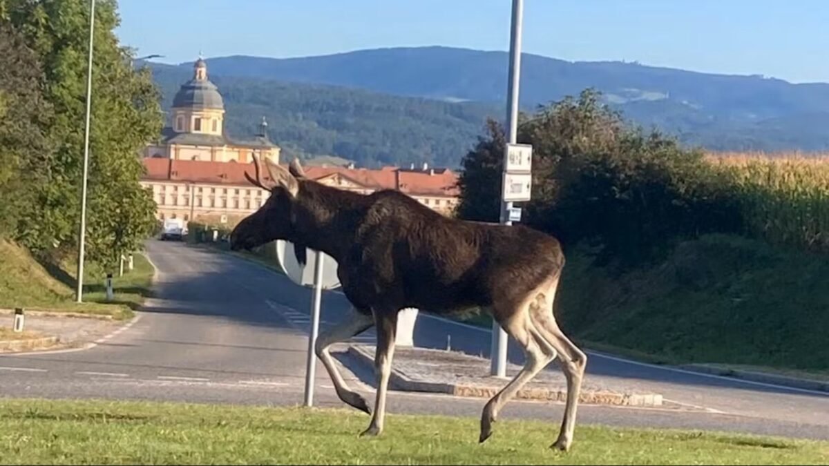 Emil na koľajniciach. Los z Česka spôsobil kolaps na trati do Viedne a má vlastnú pesničku