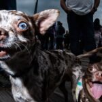 Nejlepší fotky světa. Od modlící se jeptišky po šimpanze, který zná tajemství