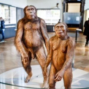 Nikdy to nebolo naše. Holandsko vráti Indonézii kosti Jávskeho človeka