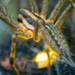 Pavouci jsou mnohem chytřejší, než si myslíte. Podívejte se, jak brilantně využívají ulovené světlušky