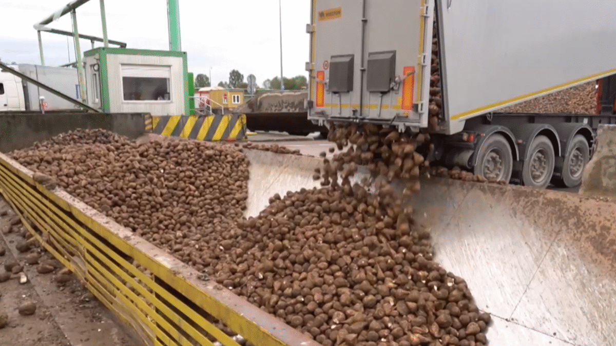 Na Slovensku sa začal zber a spracovanie cukrovej repy.