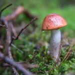 "Tu znám, ta je jedlá!" Tahle rada z aplikace může vést z lesa rovnou na pohotovost