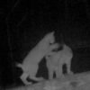 ZOO BOJNICE: Ako sa darí malým rysíčatám? V máji tohto roka porodila samica rysa...