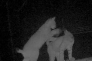 ZOO BOJNICE: Ako sa darí malým rysíčatám? V máji tohto roka porodila samica rysa...