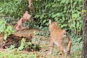 ZOO BOJNICE: OBED PRE RYSA