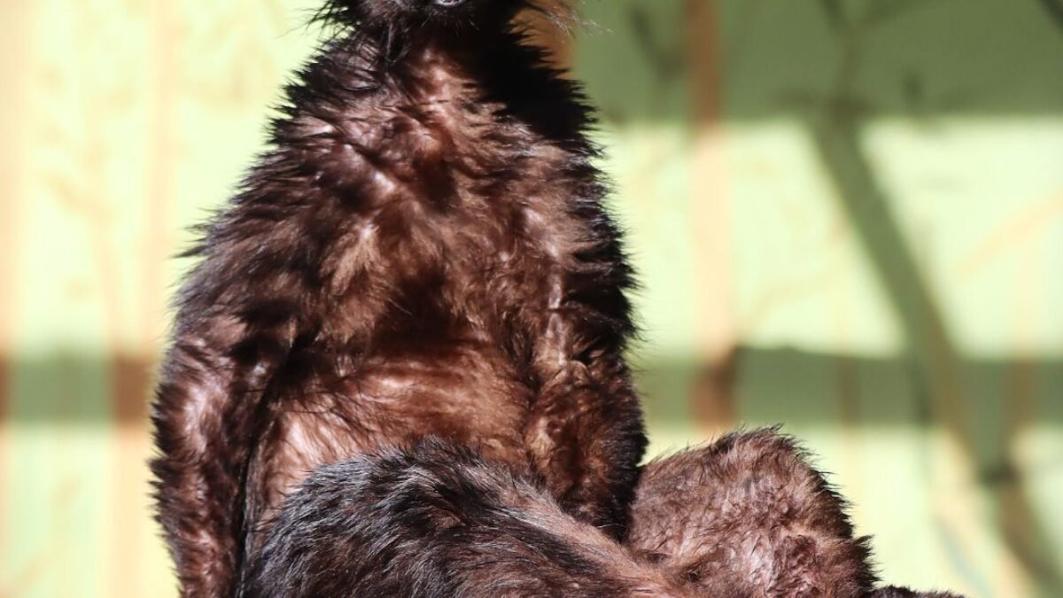 ZOO BOJNICE: OZNAM