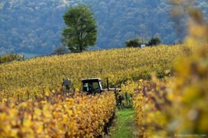 Parlament je pripravený začať rokovania o zjednodušení poľnohospodárskych zákono...