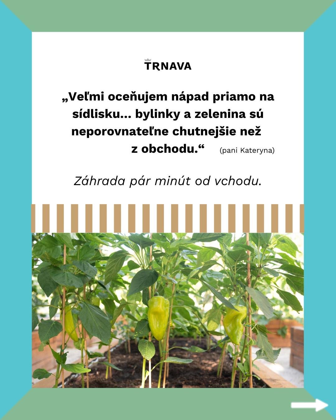 Mesto Trnava: Komunitné záhradky v Trnave ukazujú, že aj na sídlisku sa dá pestovať bez chémie, blízko domova a s jednoduchými pravidlami.