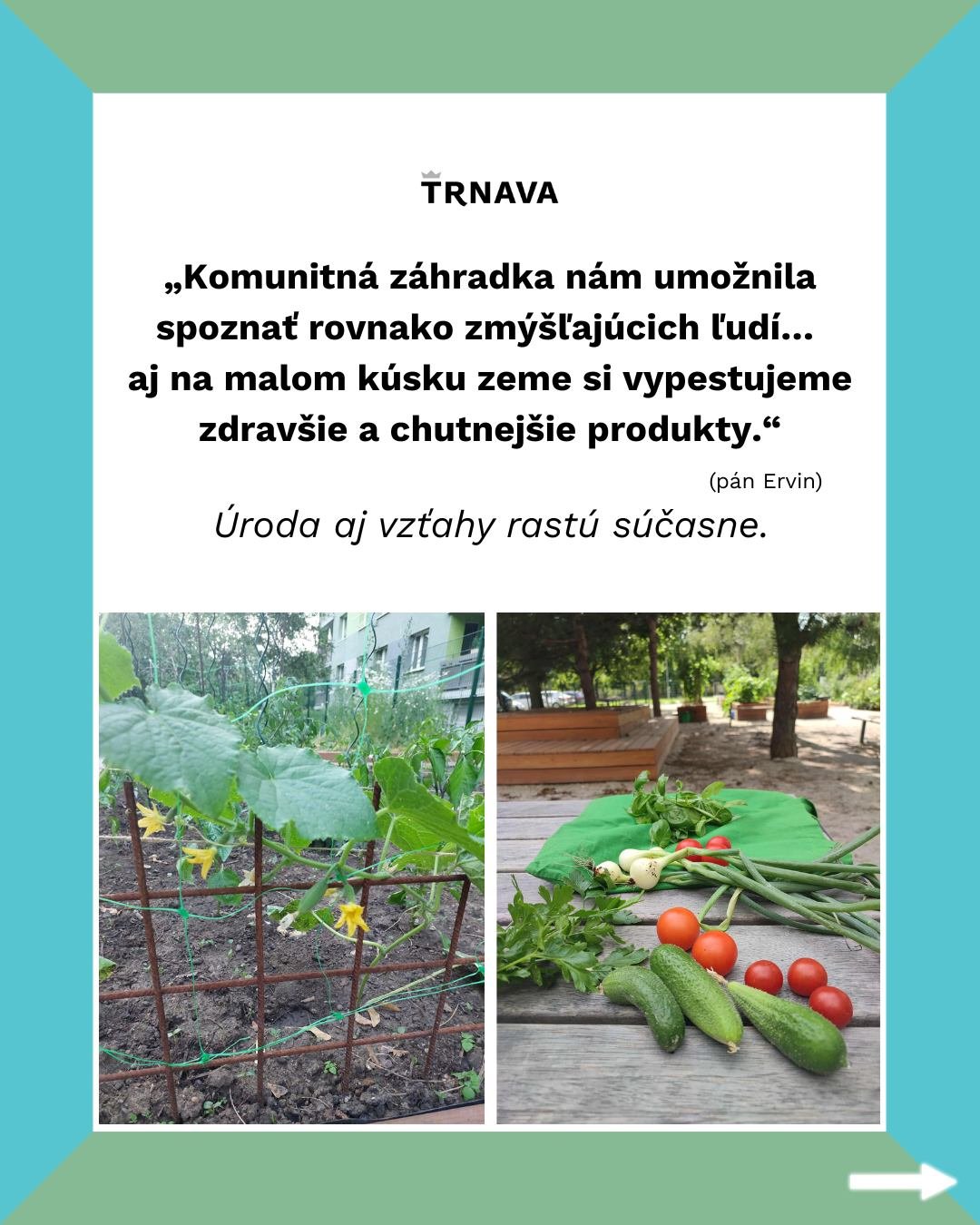Mesto Trnava: Komunitné záhradky v Trnave ukazujú, že aj na sídlisku sa dá pestovať bez chémie, blízko domova a s jednoduchými pravidlami.