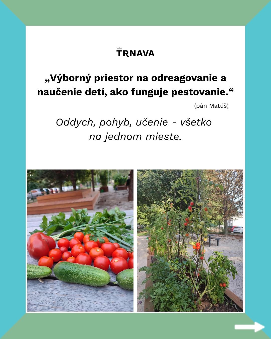 Mesto Trnava: Komunitné záhradky v Trnave ukazujú, že aj na sídlisku sa dá pestovať bez chémie, blízko domova a s jednoduchými pravidlami.