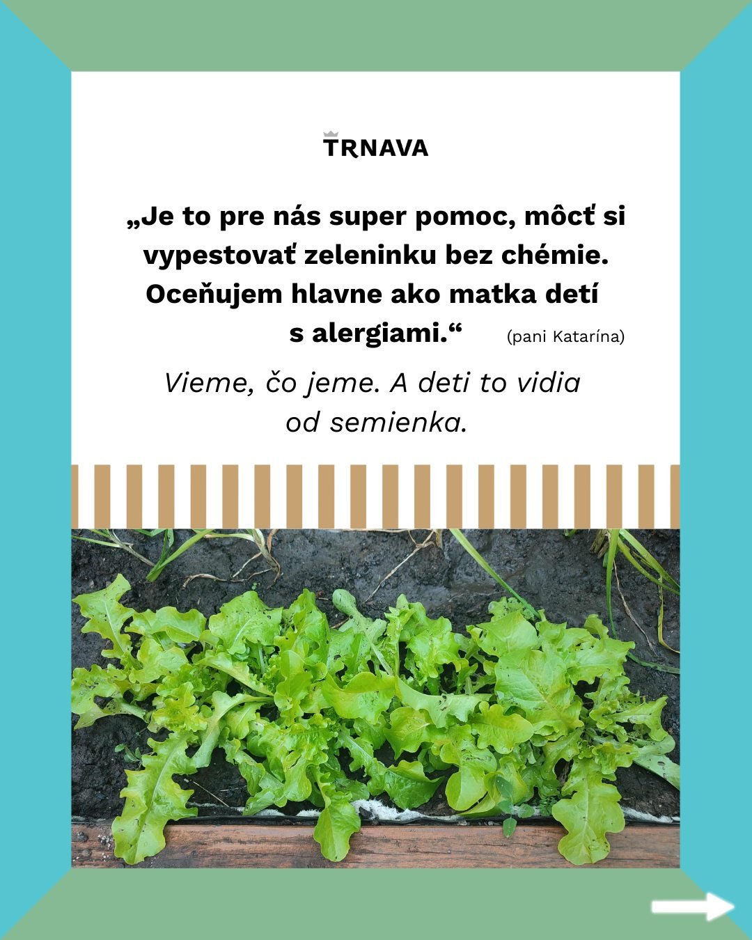 Mesto Trnava: Komunitné záhradky v Trnave ukazujú, že aj na sídlisku sa dá pestovať bez chémie, blízko domova a s jednoduchými pravidlami.