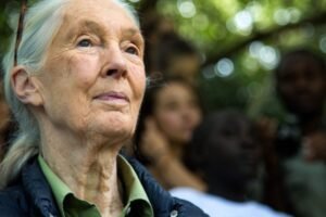 Jane Goodall sa preslávila bez titulu a skúseností: Zamestnala sa ako čašníčka a...