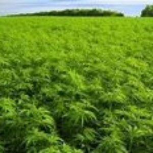 Konope ako droga? Nie, liek!