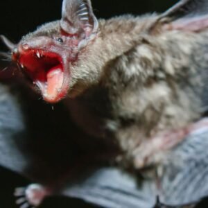 Netopier v smrteľnej pasci mäsožravej rastliny? V skutočnosti odletí a nechá jej...