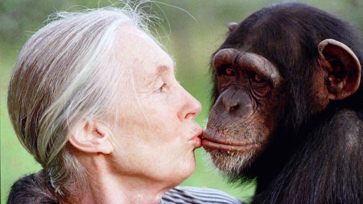 Pár vzácnych chvíľ s Jane Goodallovou: nestratila sa medzi šimpanzmi ani v Simpsonovcoch