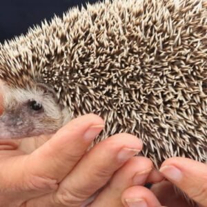 Prečo sú mestské ježe svetlejšie? Vedci spájajú výskyt ježkov-blondínov s autami