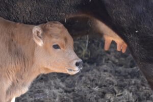 V archeoparku pri Bošáci sa narodila samička pratura.