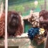 zoo bojnice: tu ŠÉfuje Žena! ZOO BOJNICE: TU ŠÉFUJE ŽENA!