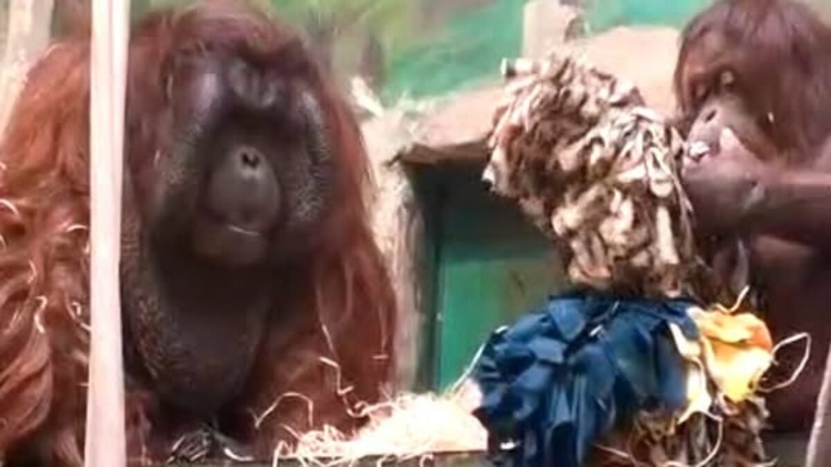 zoo bojnice: tu ŠÉfuje Žena! ZOO BOJNICE: TU ŠÉFUJE ŽENA!