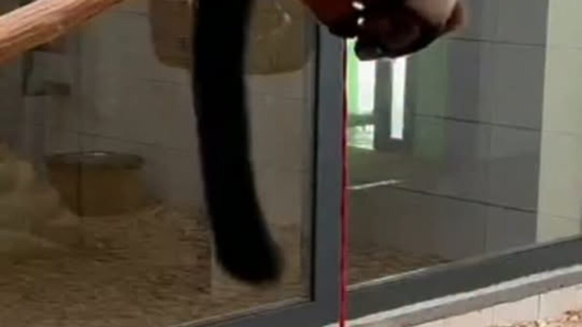 ZOO BOJNICE: AKO TO FUNGUJE? Lemury vari červené dostali nedávno v ramci enrichmentu (obohatenia) loptu s dierami, v ktorej sa nachádzali rôzne dobroty. Na začiatku však lemury riešili skôr spôsob uchytenia ako to