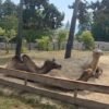 ZOO BOJNICE: LINA „VYCHOVÁVA“ SAMSONA