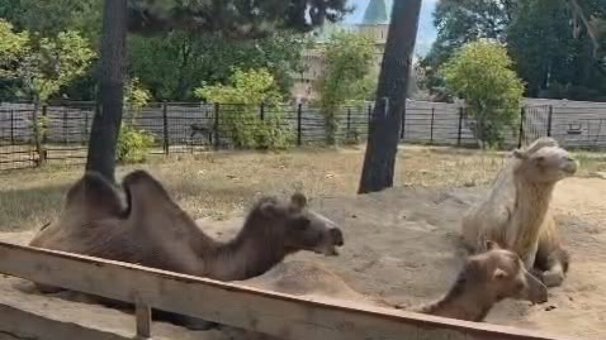 ZOO BOJNICE: LINA „VYCHOVÁVA“ SAMSONA