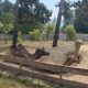 ZOO BOJNICE: LINA „VYCHOVÁVA“ SAMSONA