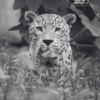 ZOO BOJNICE: S ťažkým srdcom oznamujeme, že sme sa museli navždy rozlúčiť s naší...