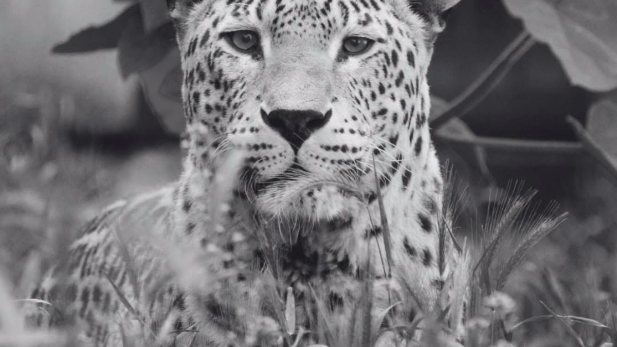 ZOO BOJNICE: S ťažkým srdcom oznamujeme, že sme sa museli navždy rozlúčiť s naším leopardom perzským Hassanom.